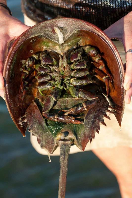The under belly of a horseshoe crab revealing the legs and inner parts of the animal, stock photo