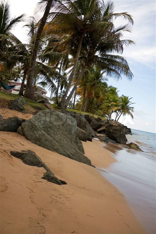 Gorgeous golden sands and coconut palm trees overlooking the beach in the town of Luquillo Puerto Rico, stock photo