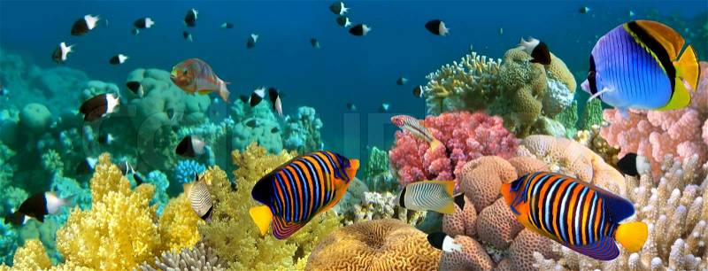 Underwater panorama with Angel fish, coral reef and fishes, stock photo