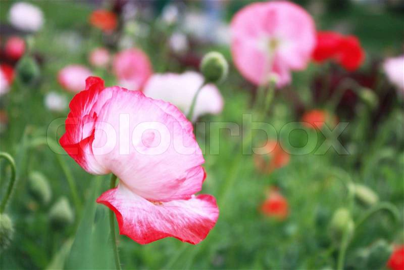 One big poppy in the foreground with the lowered head, stock photo