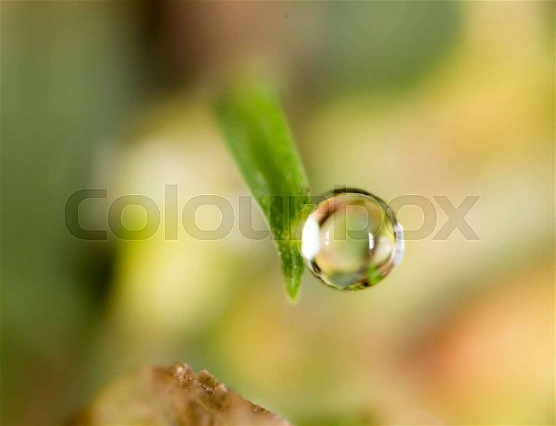Drops of dew on the green grass. macro, stock photo