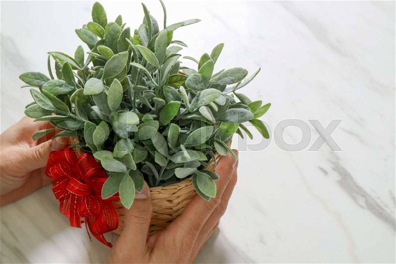 Gift giving,man hand holding plant vase in a gesture of giving on white gray marble table background, stock photo