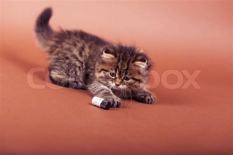 Fluffy Siberian cat isolated on a brown background, stock photo