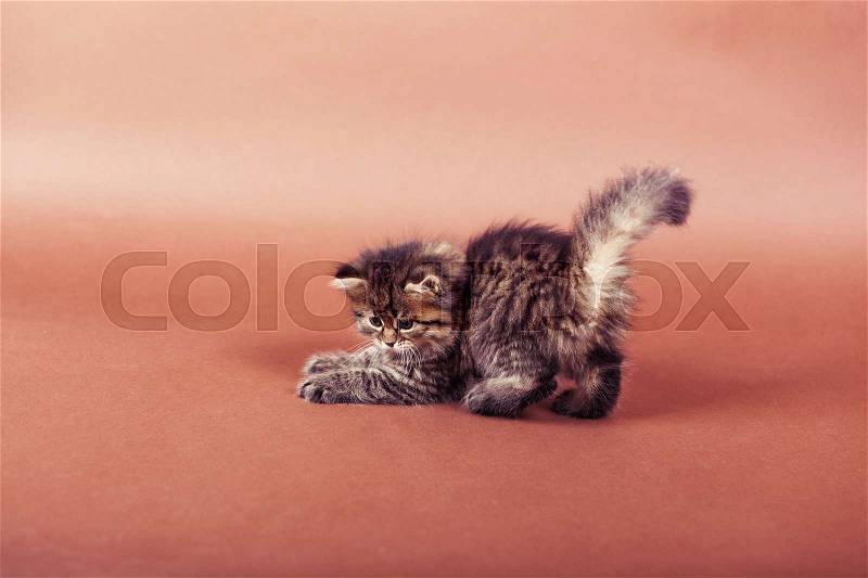 Fluffy Siberian cat isolated on a brown background, stock photo