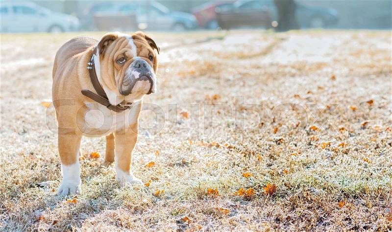 English bulldog pup in the park,selective focus , stock photo