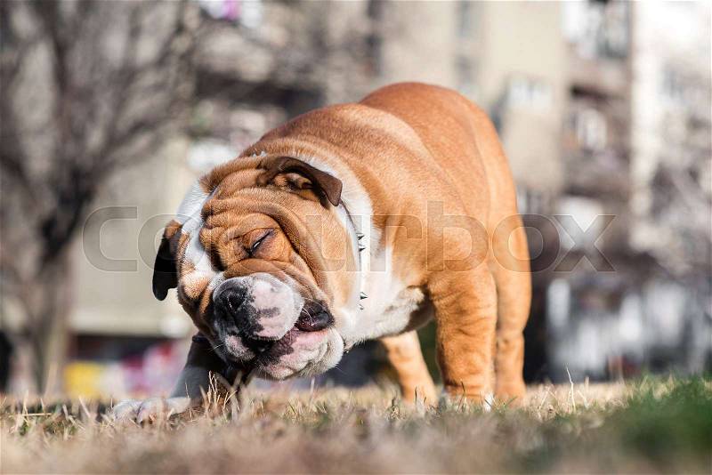 English bulldog playing in the park,selective focus , stock photo