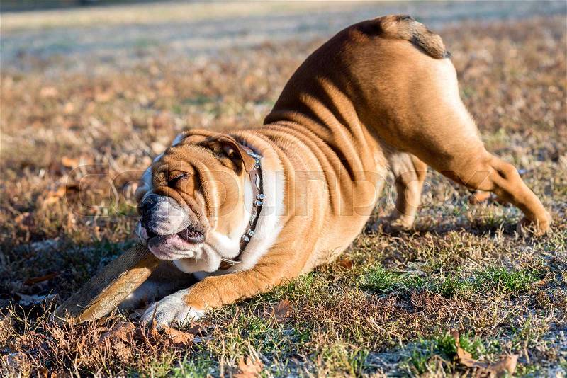 English bulldog playing with the wooden stick,selective focus , stock photo