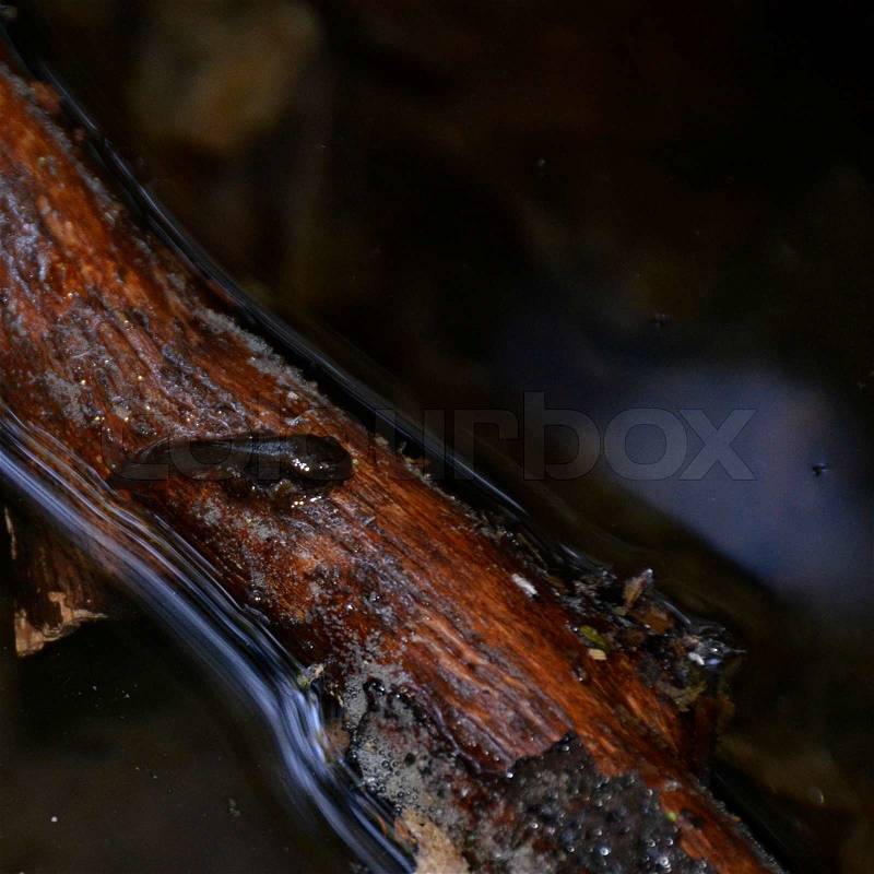 Tadpole of the european common frog, Rana temporaria, at metamorphosis on a log, polliwog, stock photo