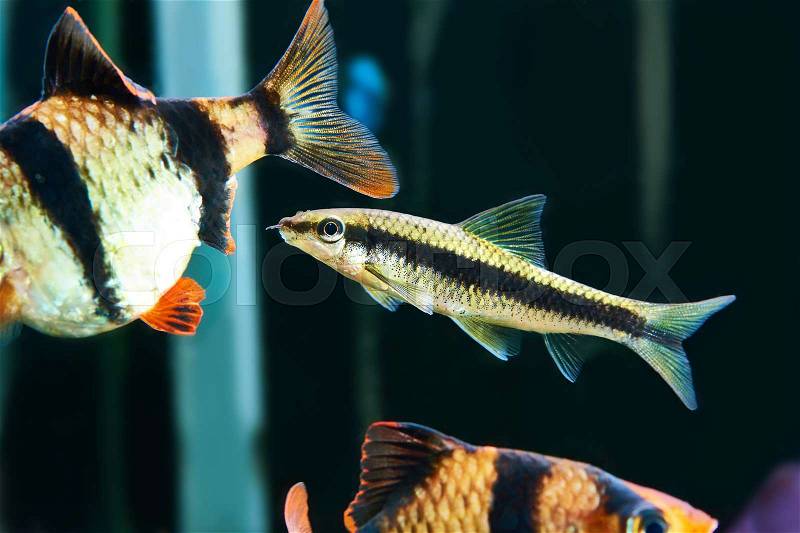 Aquarium fishes - barbus puntius tetrazona and siamese algae in aquarium, stock photo