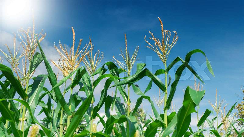 green field of corn growing up over blue sky, stock photo
