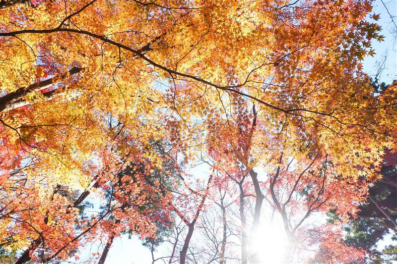 Red and yellow leaves autumn - look up point of view with sun light, stock photo