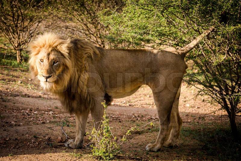 Side view of a Lion standing at sunrise, Panthera Leo, at the Kruger National Park in South Africa, stock photo