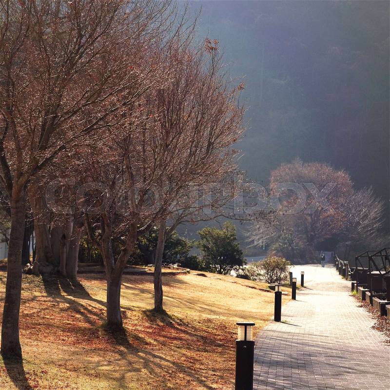 Walking path lined with dead tree in autumn, kawaguchiko, Japan - Lonely warm tone Concept, stock photo