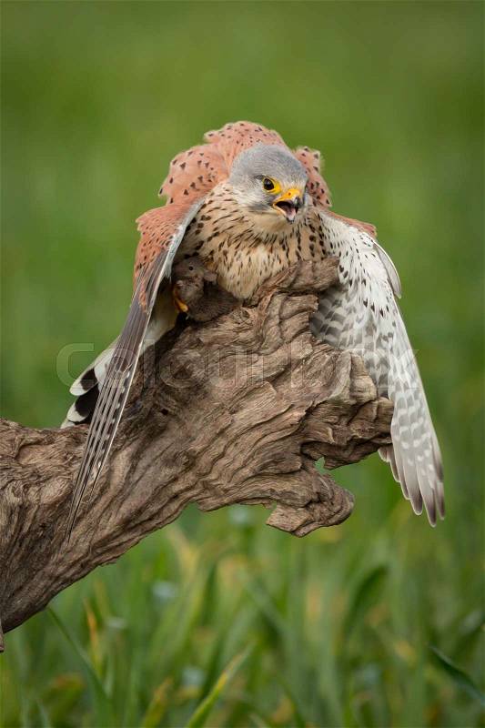 Beautiful bird of prey on a trunk, stock photo