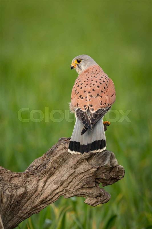 Beautiful bird of prey on a trunk with a natural green background, stock photo