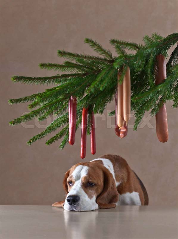 sad lonely dog and Christmas tree with sausages, stock photo