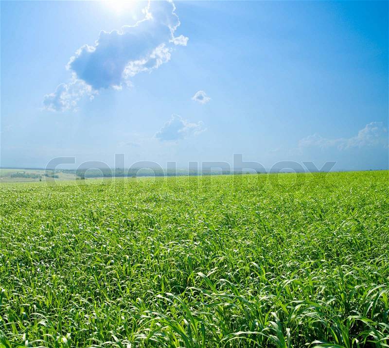Good green and blue color nature field, stock photo