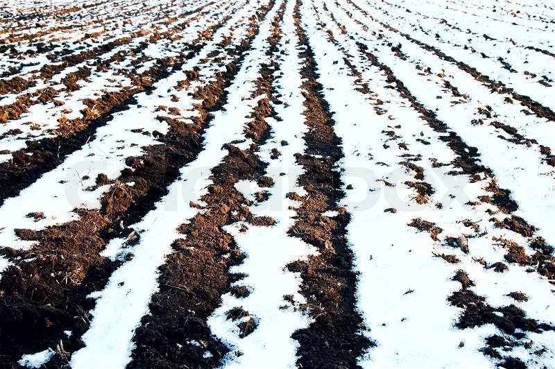 White and black rows of field, stock photo
