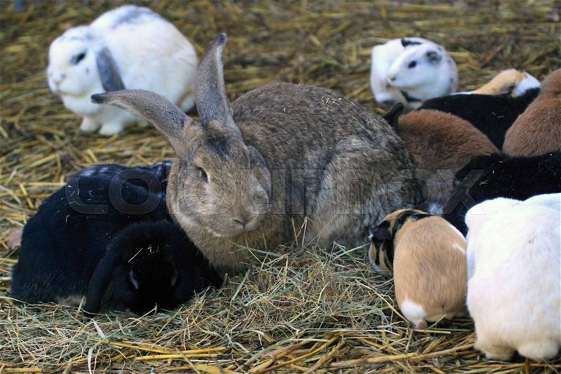 Rodents such as guinea pigs and rabbits may well together if they have enough space, stock photo