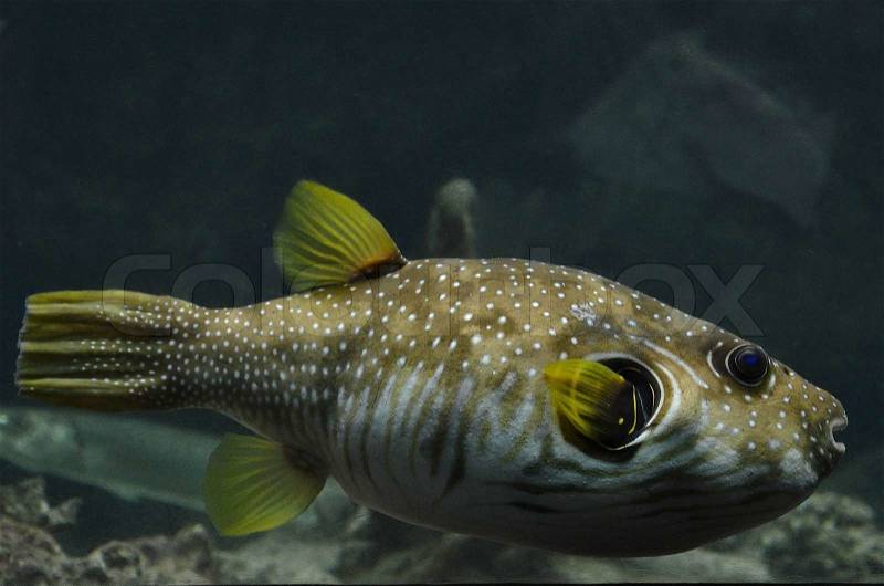 Aquarium fish in the National Aquarium in Denmark, stock photo
