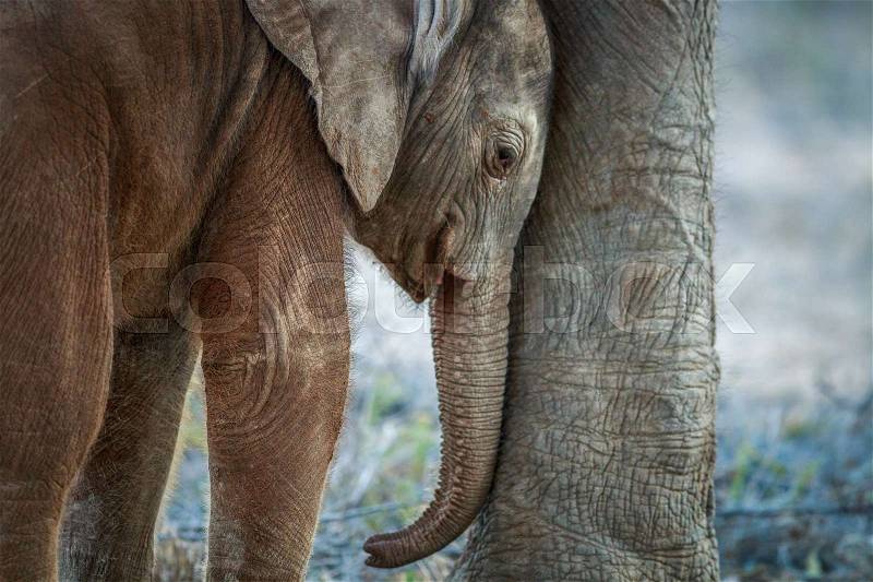 Baby Elephant resting in between the legs of his mother in the Kruger National Park, South Africa, stock photo