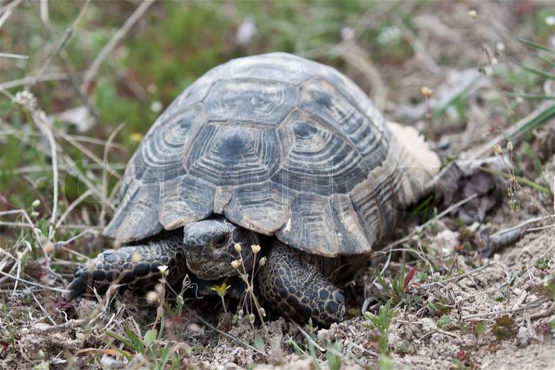 Land turtle slow-moving and land-dwelling reptile, with a large dome-shaped shel, stock photo