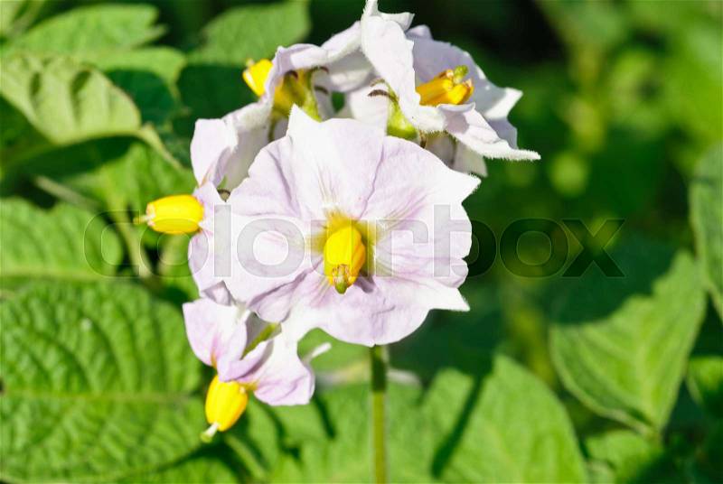 Green potato plant.Flower potato macro. Leaf of vegetable. Organic food agriculture in garden, field or farm. Growth of crop. , stock photo