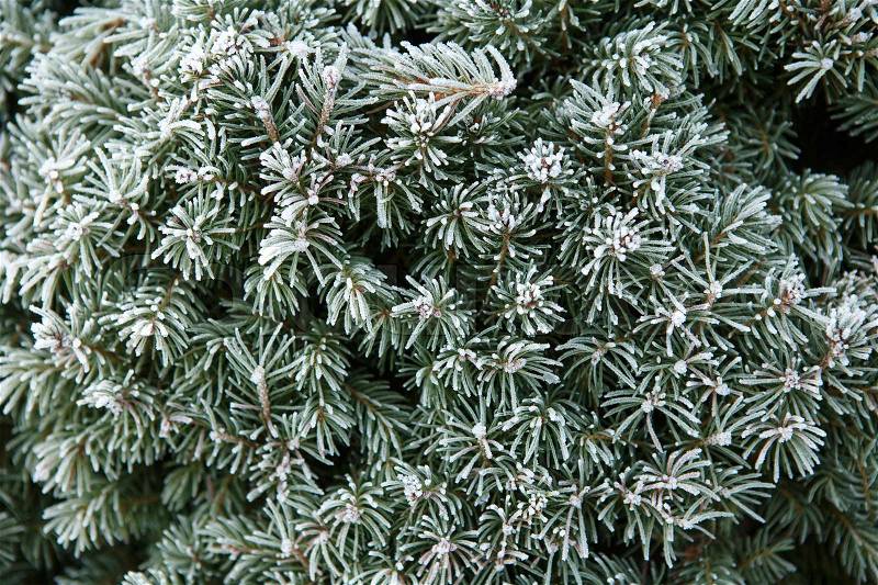 The first frost. Coniferous tree covered with hoarfrost, stock photo