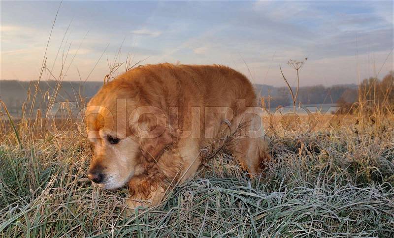 Close on a golden retriever in a field , stock photo