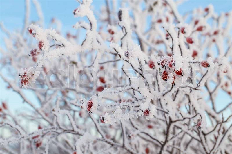 Rose hip with ice crystals and snow on blue sky background, stock photo