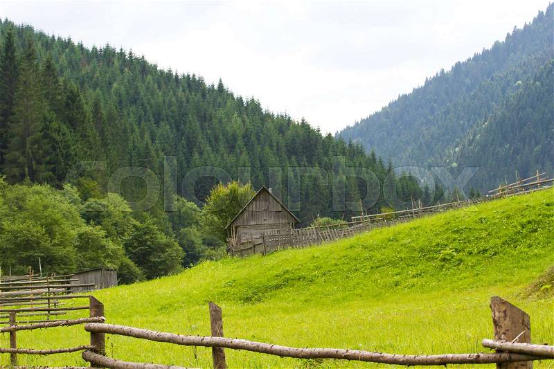 Spruce forest in the Ukrainian Carpathians. Sustainable clear ecosystem. Valley landscape, stock photo