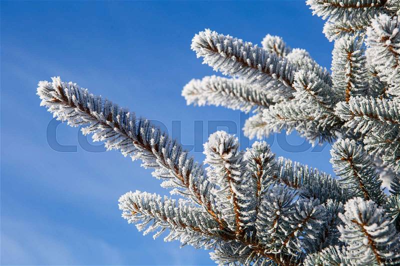 Spruce branches covered with frost. Christmas tree with hoarfrost, stock photo