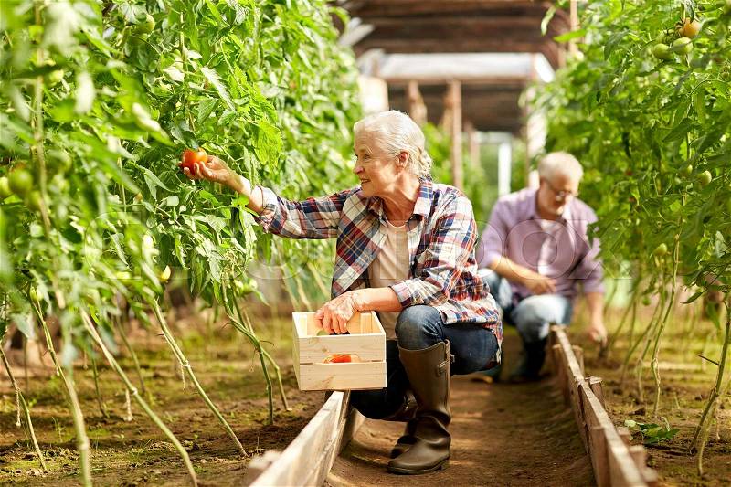 Farming, gardening, old age and people concept - senior woman and man harvesting crop of tomatoes at greenhouse on farm, stock photo