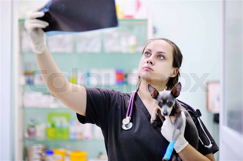 Female veterinarian doctor with dog looking at x-ray during the examination in veterinary clinic. Little dog with broken leg in veterinary clinic, stock photo