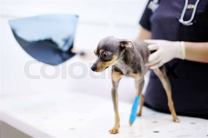 Female veterinarian doctor with dog looking at x-ray during the examination in veterinary clinic. Little dog with broken leg in veterinary clinic, stock photo