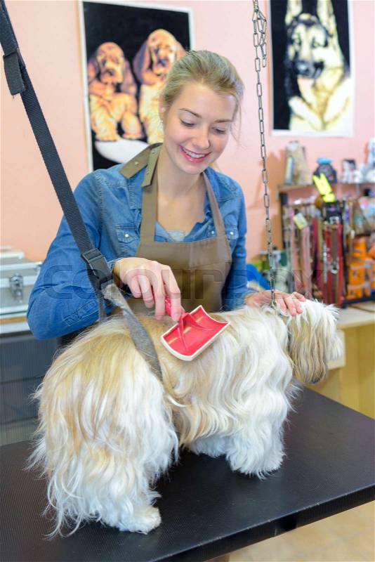 Pet groomer using brush, stock photo