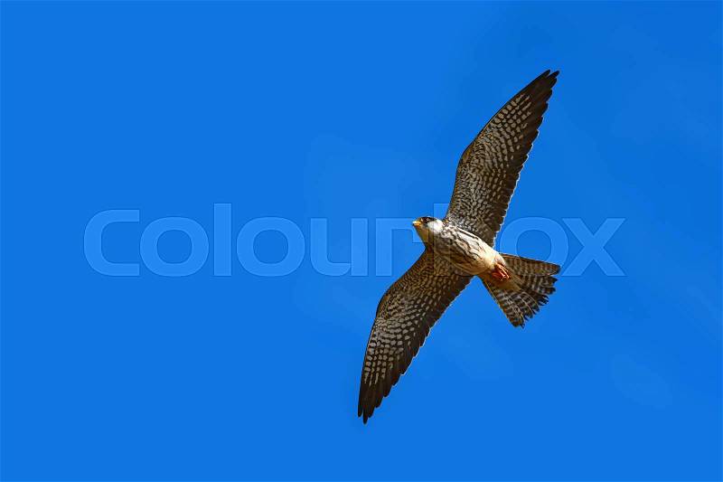Beautiful bird, Amur Falcon (Falco amurensis), bird of prey or raptor, is flying and searching small insects in clear blue sky on Khao Yai National Park, Thailand, stock photo