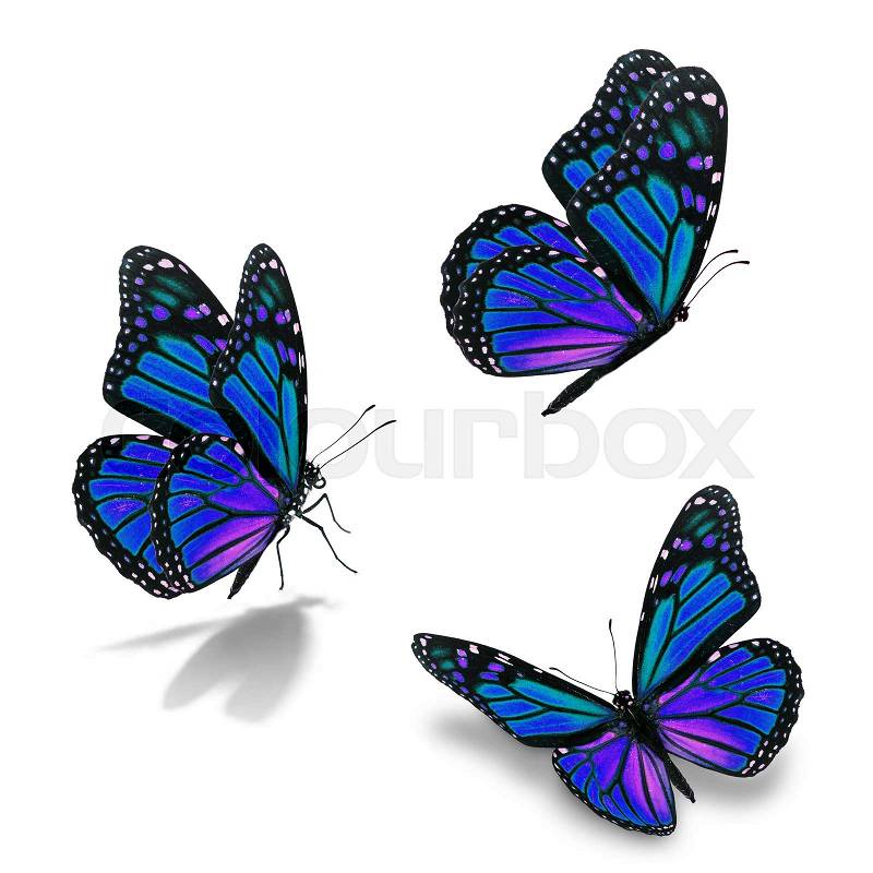 Beautiful three blue monarch butterfly, isolated on white background, stock photo