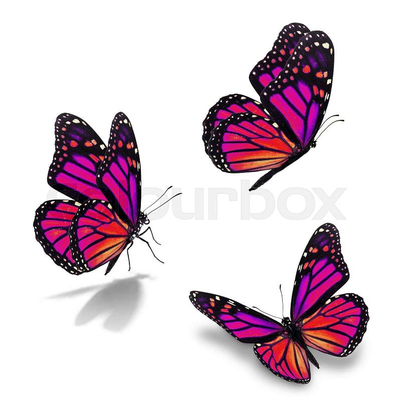 Beautiful three pink monarch butterfly, isolated on white background, stock photo