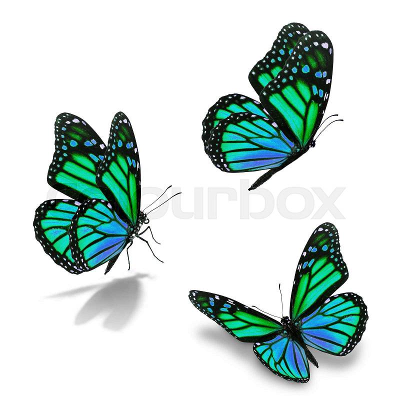 Beautiful three green monarch butterfly, isolated on white background, stock photo
