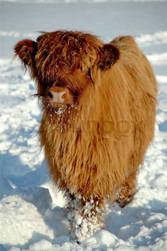 Young cow at winter time, stock photo