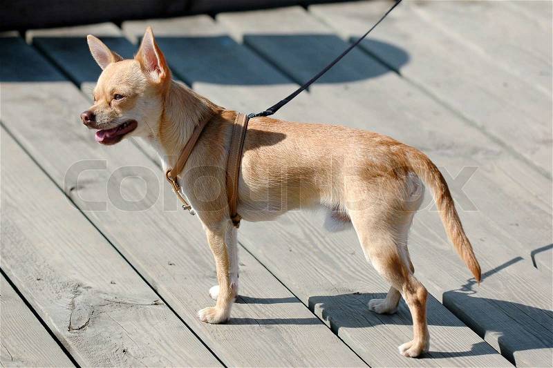 Sweet chihuahua dog in the sun, stock photo