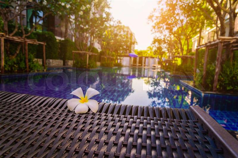 White Frangipani flower on chair near the blue swimming pool, stock photo