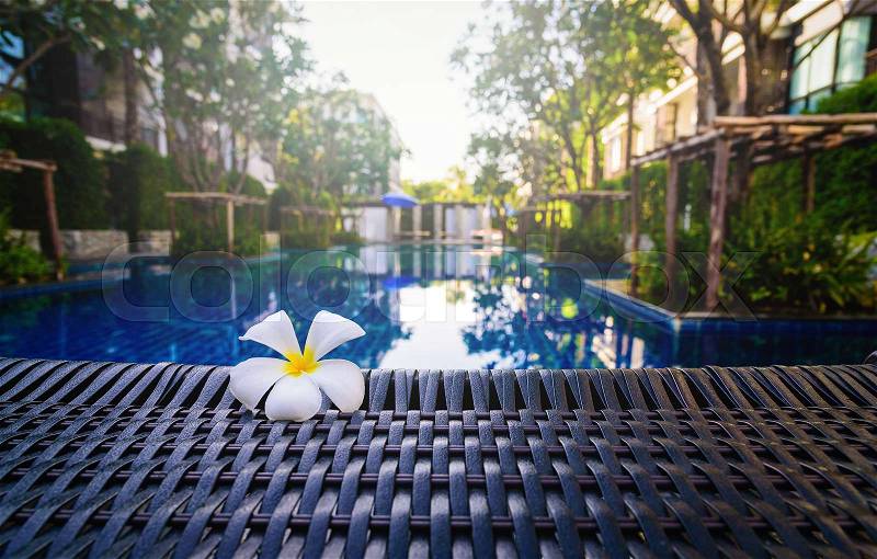 White Frangipani flower on chair near the blue swimming pool, stock photo