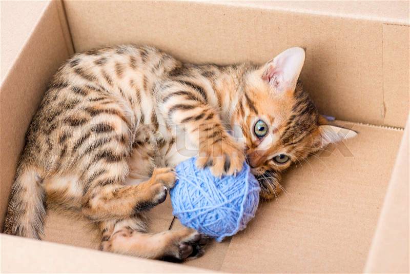 Bengal kitten in a cardboard box with a blue clew, stock photo