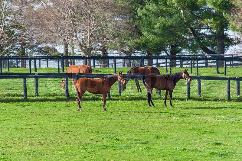 Horses at horse farm. Country spring landscape, stock photo