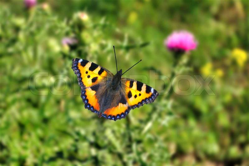 Peacock butterfly with open wings, stock photo