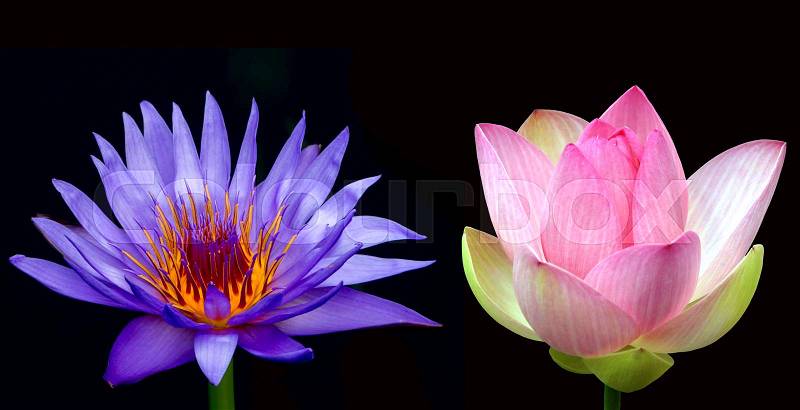 Beautiful lotus flowers isolated on black background, stock photo