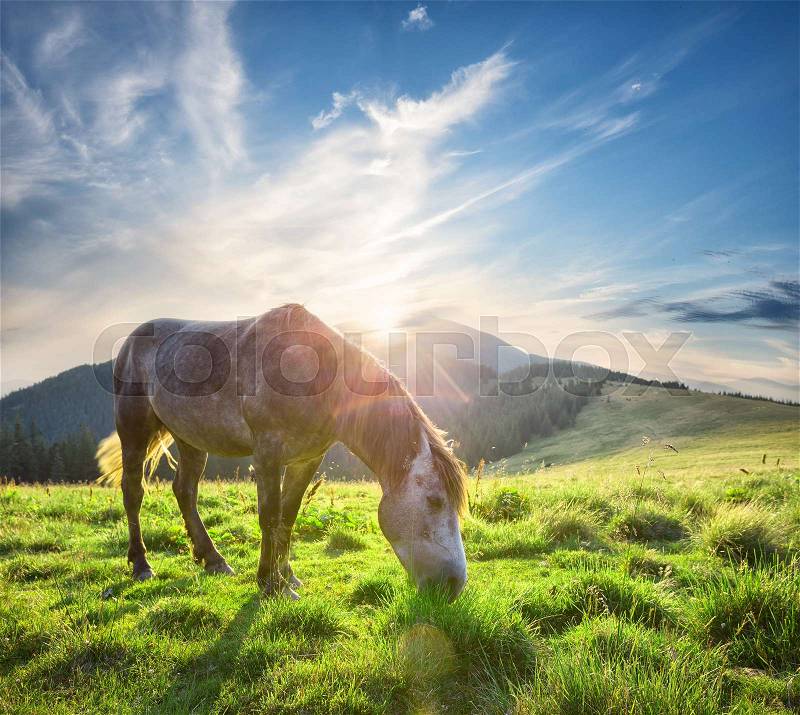Horse in the sun on green mountain pasture at sunset, stock photo