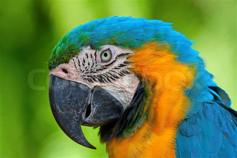 A blue and yellow macaw closeup, stock photo